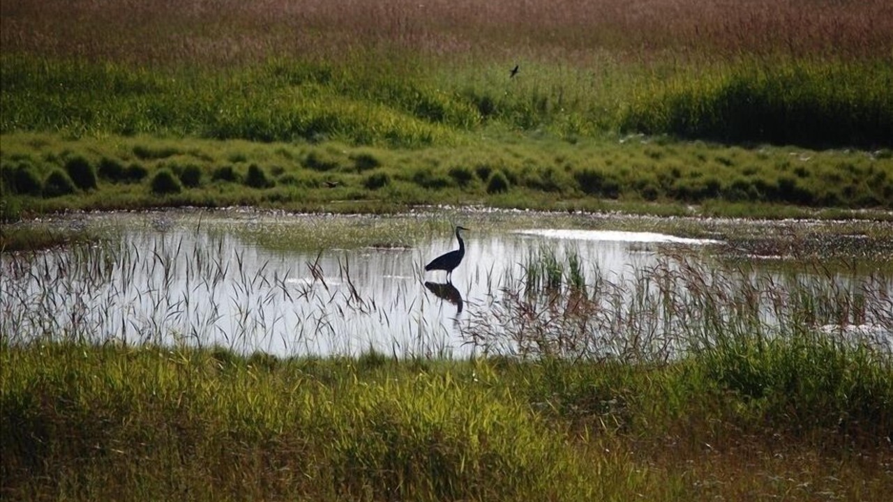 Photo of Others in Ferndale