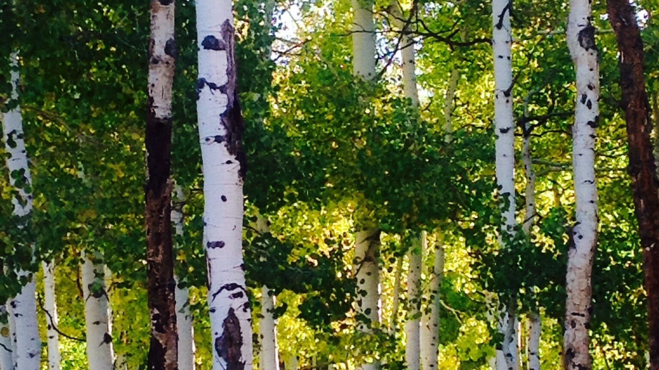 Photo of Outdoor in Heber City