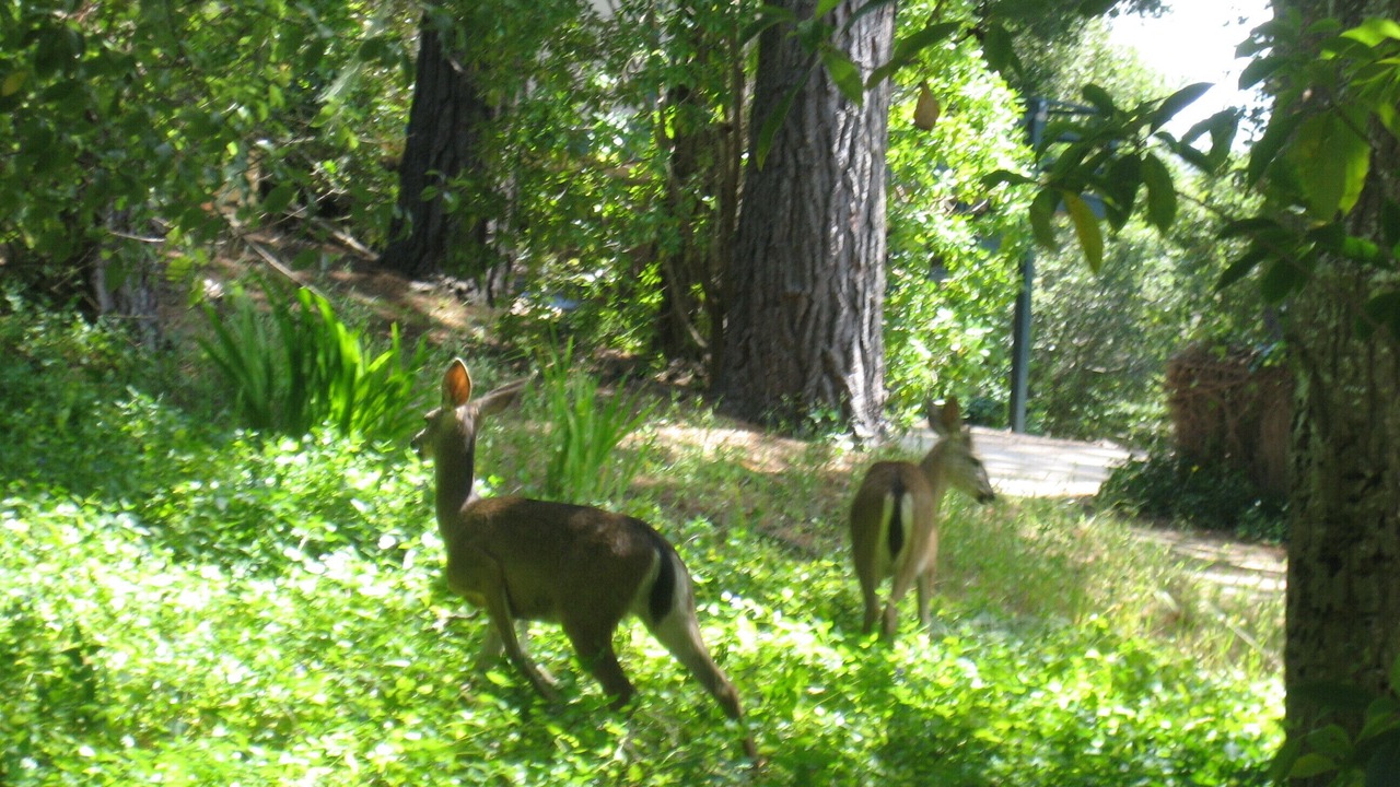 Photo of Others in Carmel