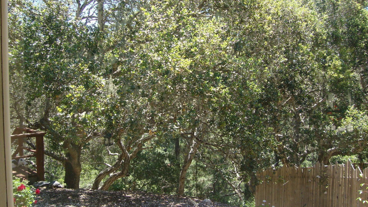 Photo of Outdoor in Carmel