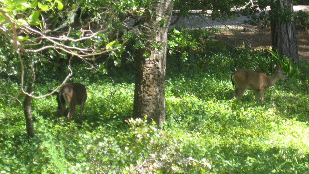 Photo of Others in Carmel