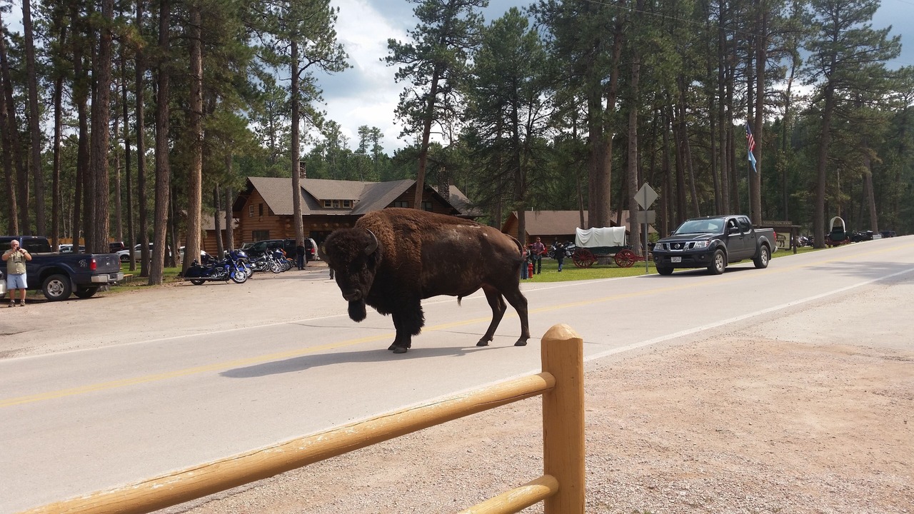 Photo of Others in Custer