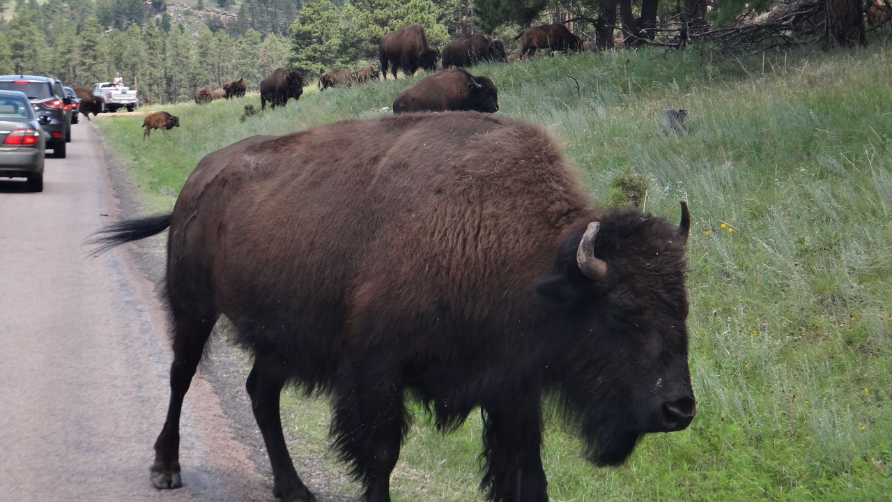 Photo of Others in Custer