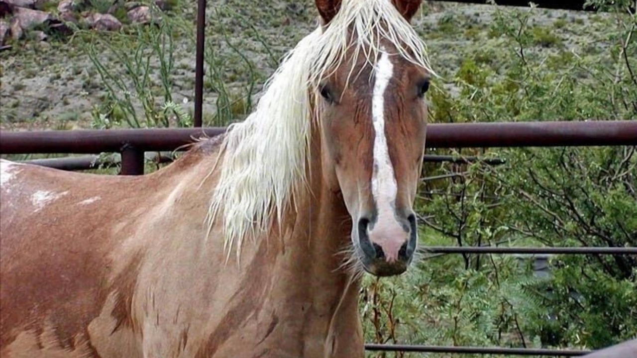 Photo of Others in Terlingua