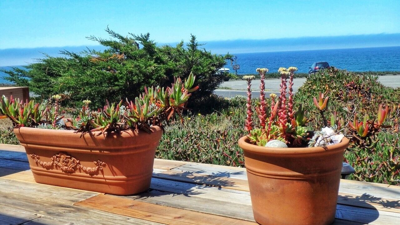 Photo of Outdoor in Bodega Bay