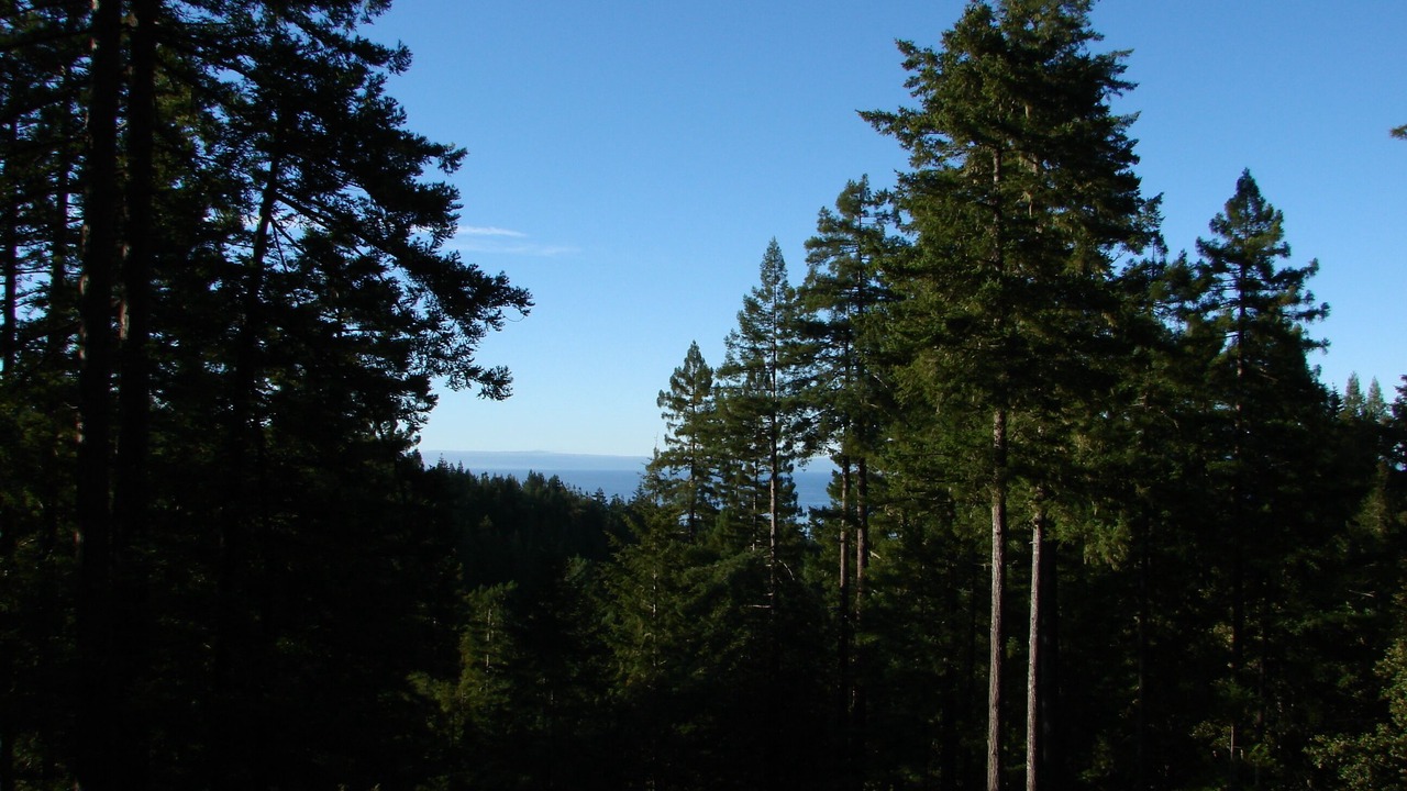 Photo of Others in Timber Cove