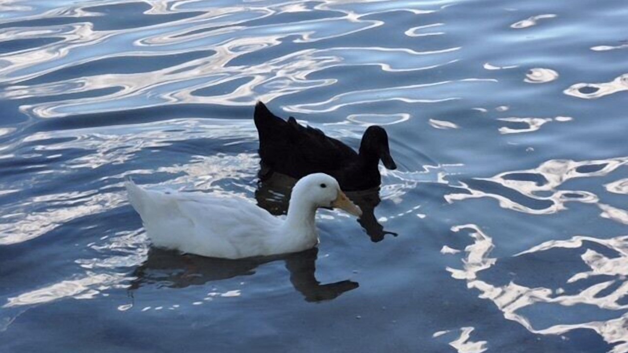 Photo of Others in Loon Lake
