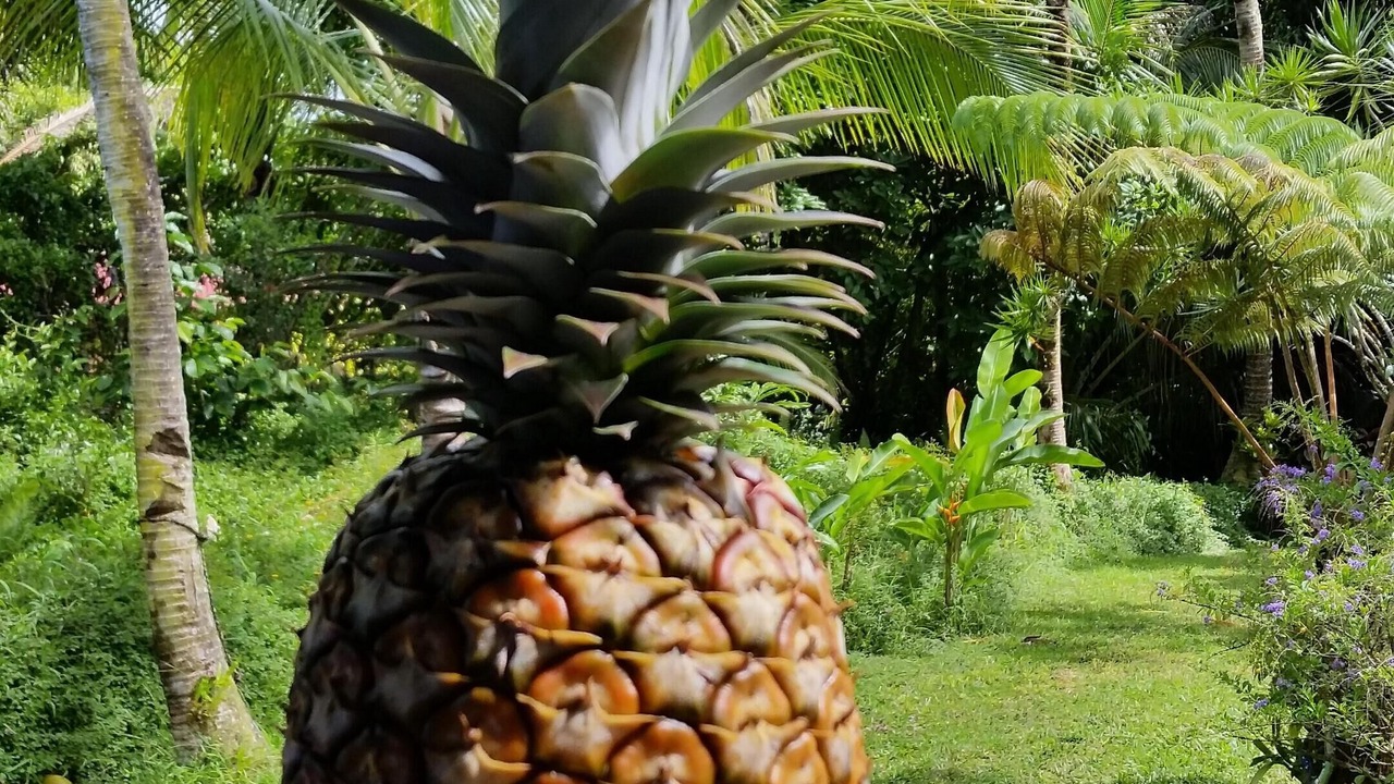 Photo of Outdoor in Keaau