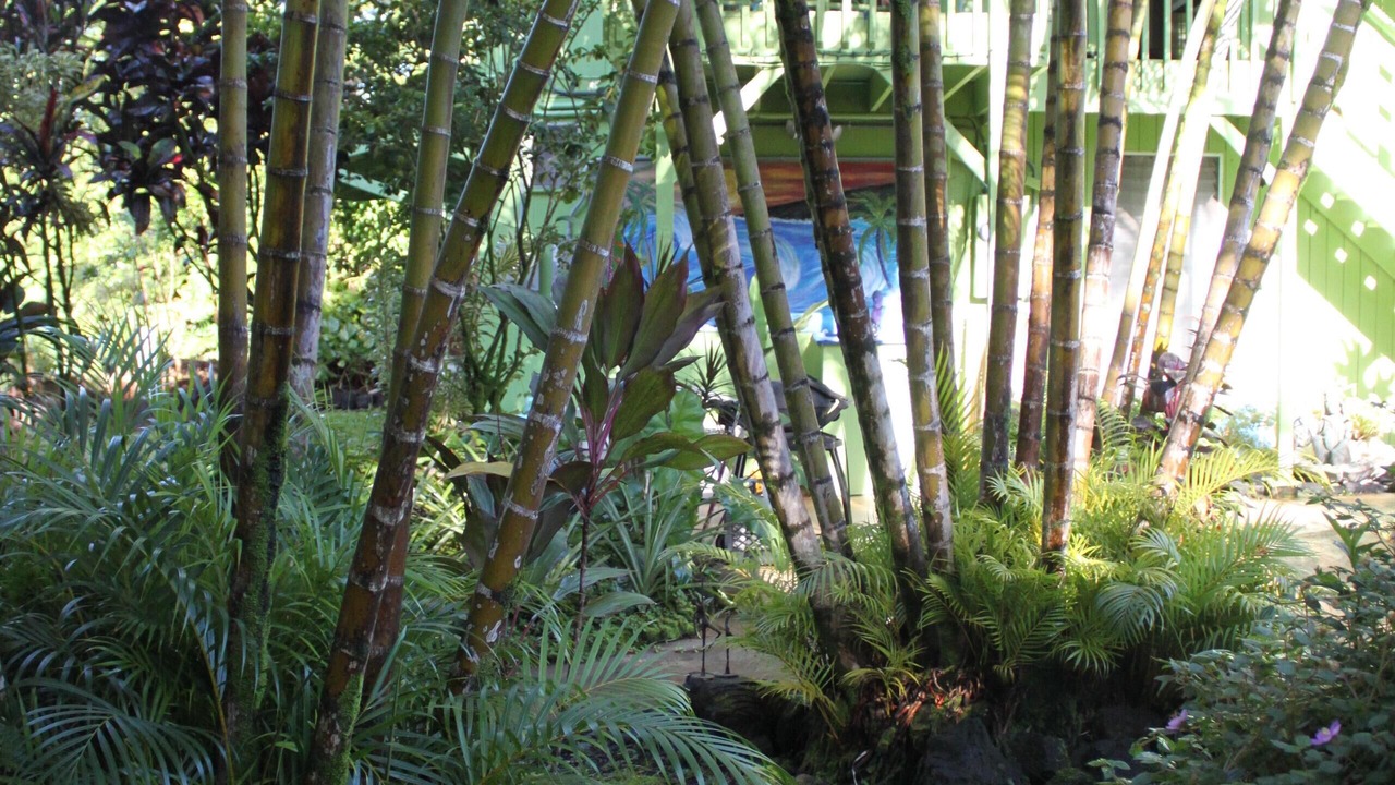 Photo of Outdoor in Keaau