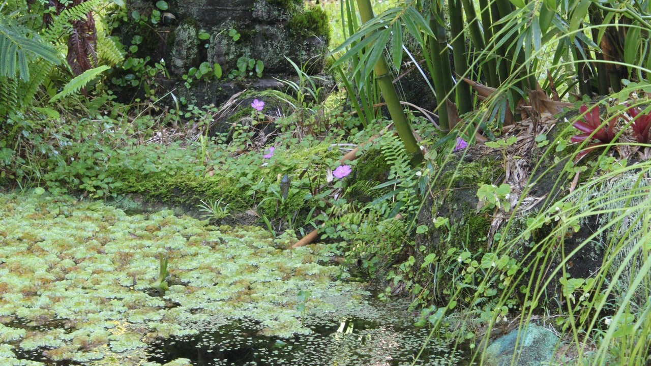 Photo of Outdoor in Keaau