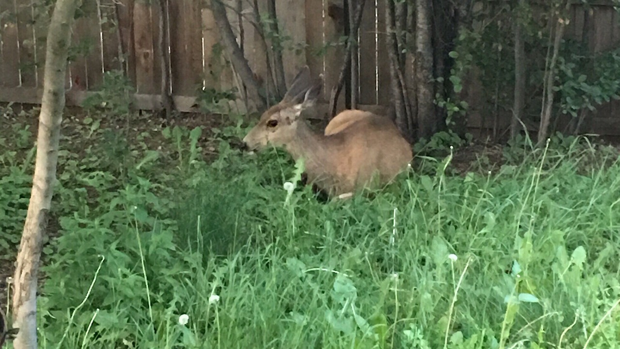 Photo of Outdoor in Broadmoor