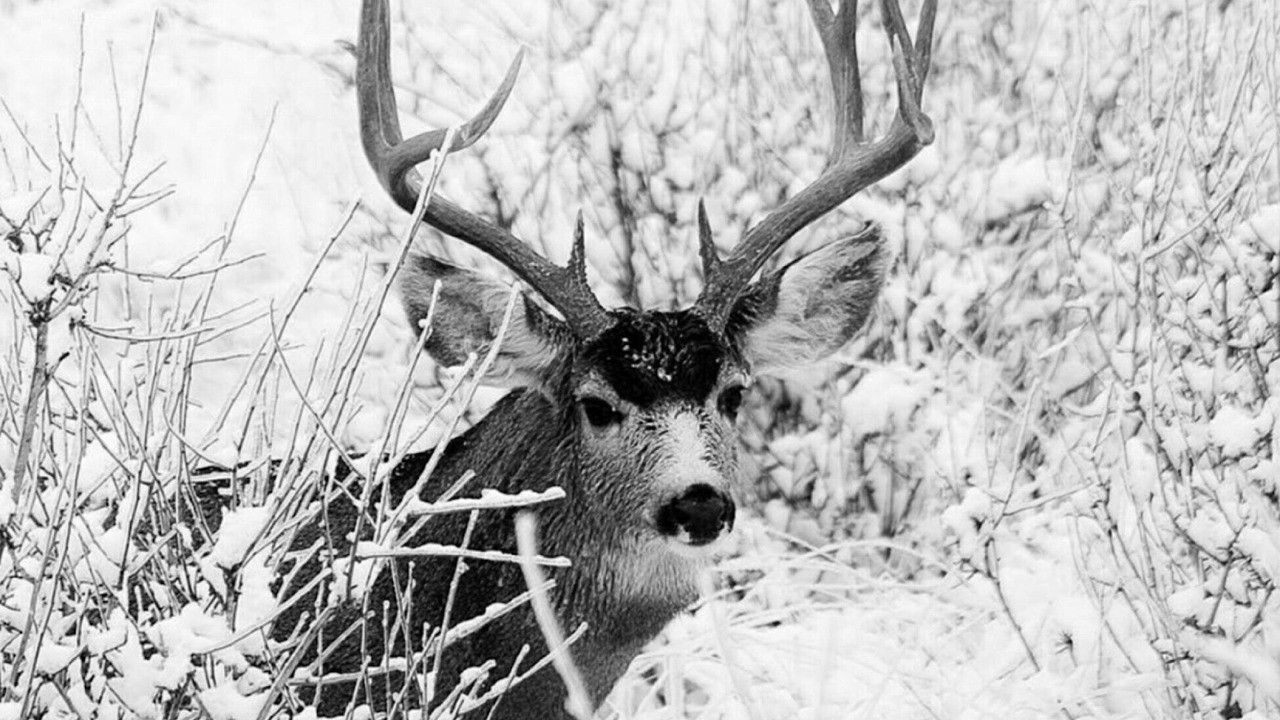 Photo of Others in Broadmoor