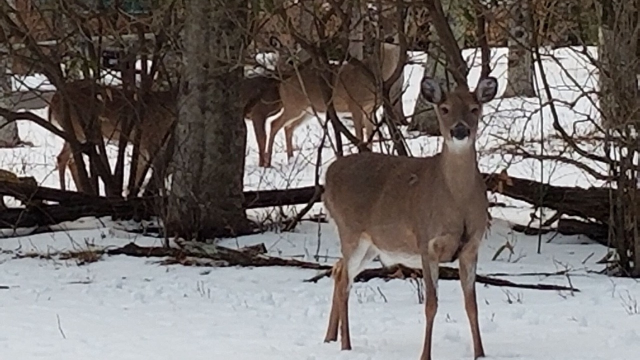 Photo of Others in Sugar Mountain