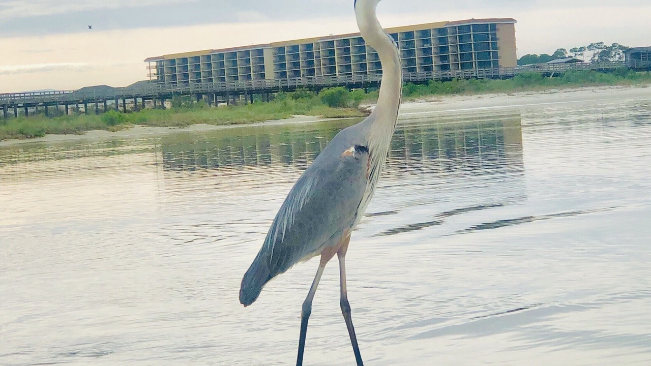 Photo of Others in Dauphin Island