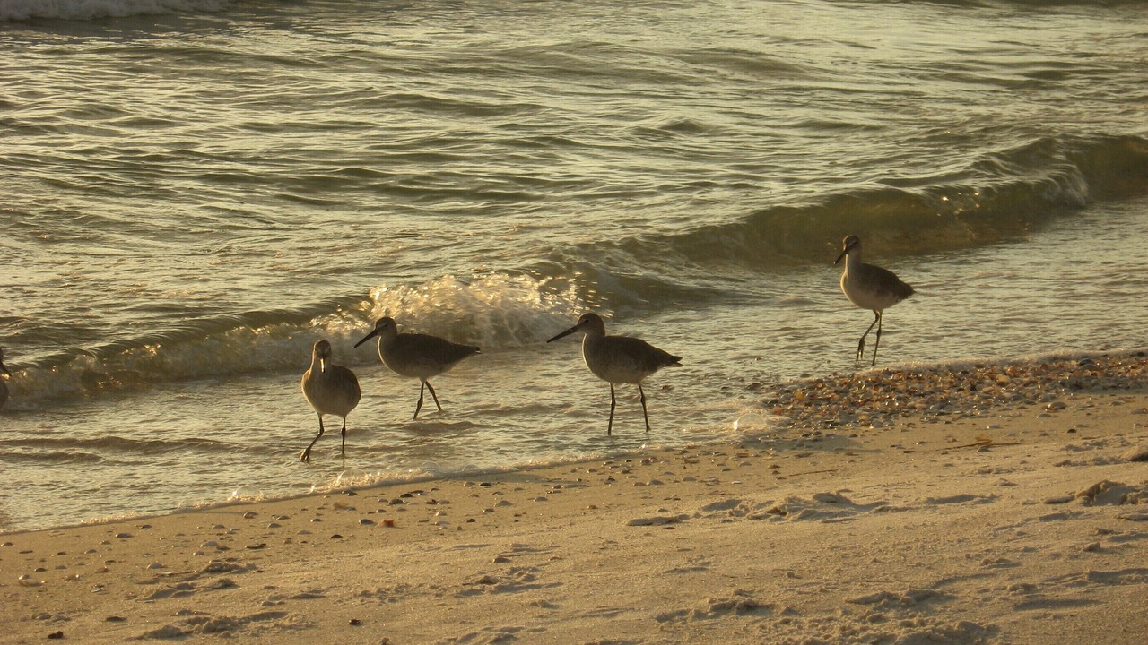 Photo of Others in Bradenton Beach