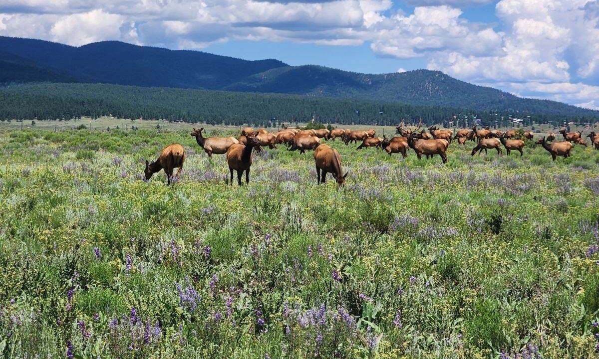 Photo of Others in Angel Fire