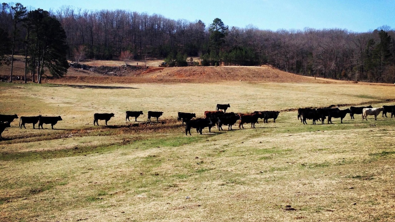Photo of Others in Ozark