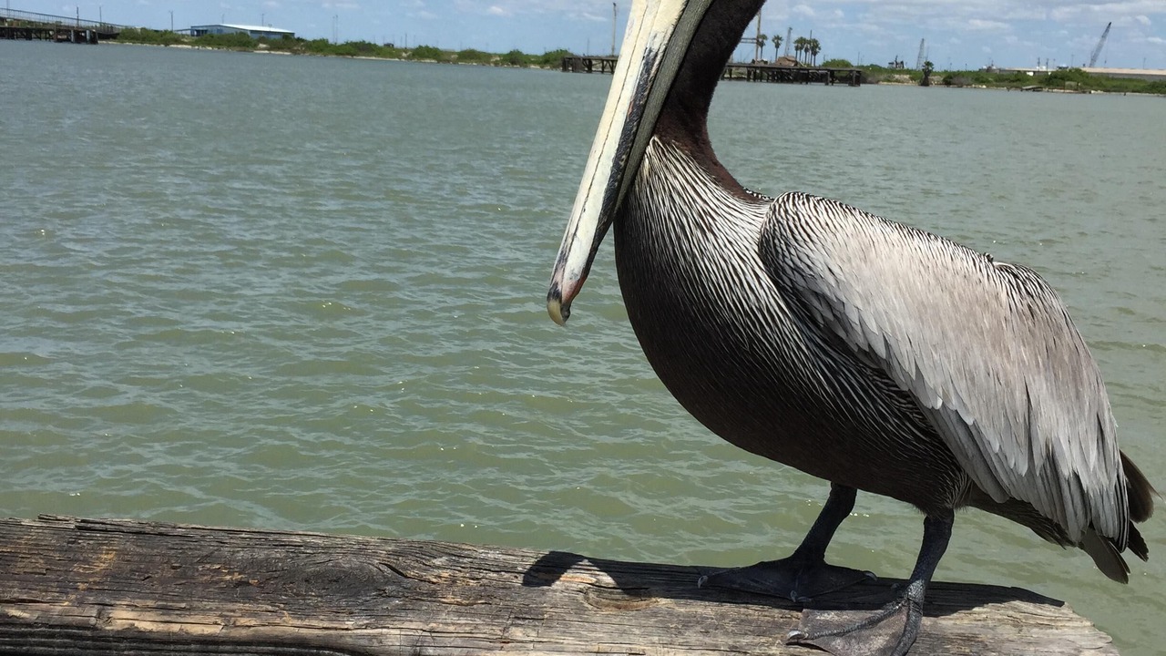 Photo of Others in Corpus Christi