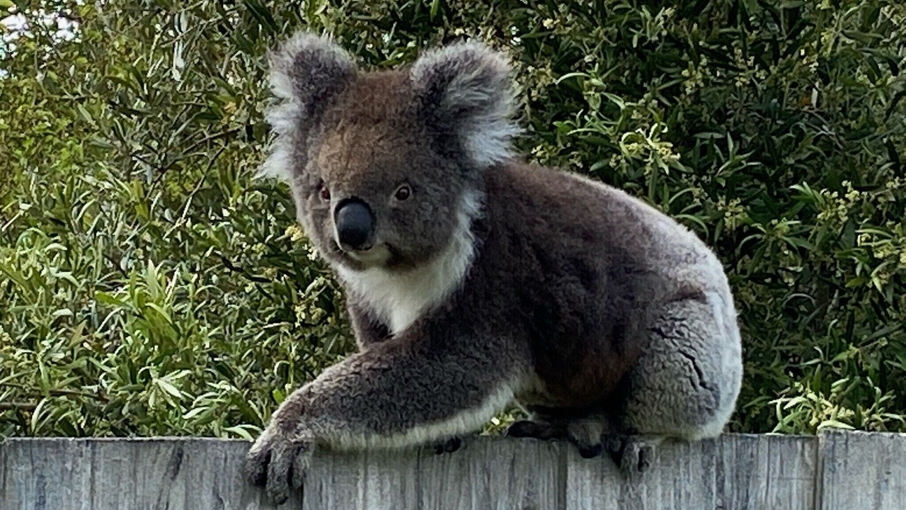 Photo of Others in Apollo Bay