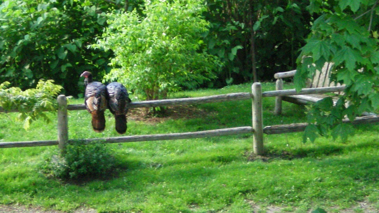 Photo of Outdoor in Tisbury