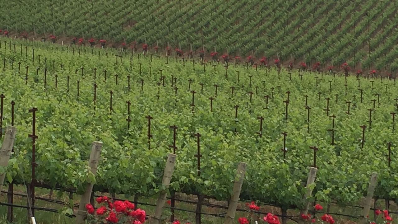 Photo of Outdoor in Napa