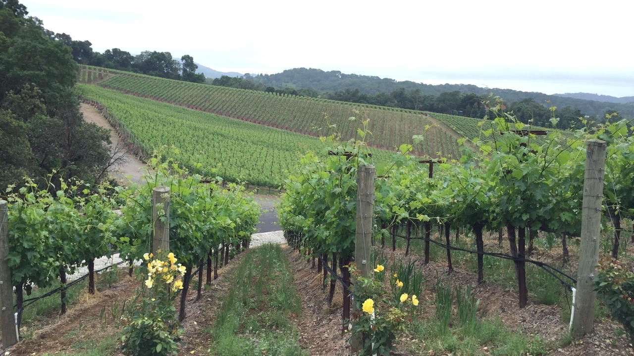 Photo of Others in Napa