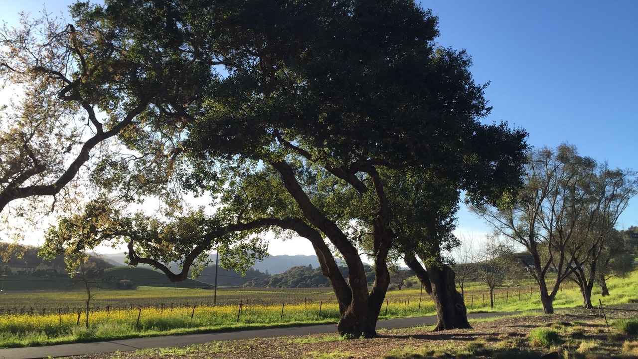 Photo of Others in Napa