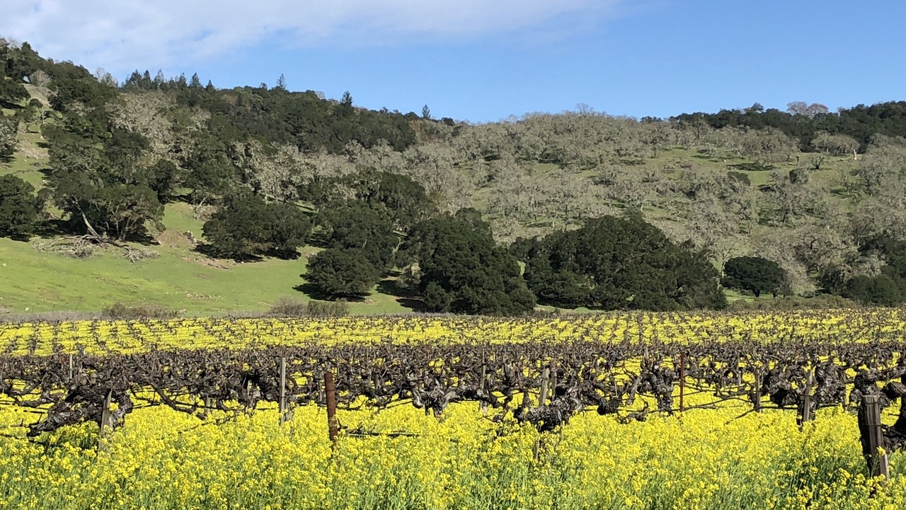 Photo of Others in Napa