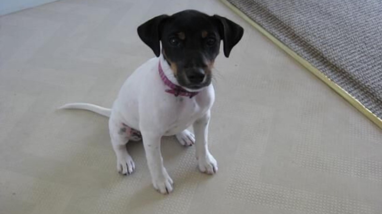 Photo of Others in Napier