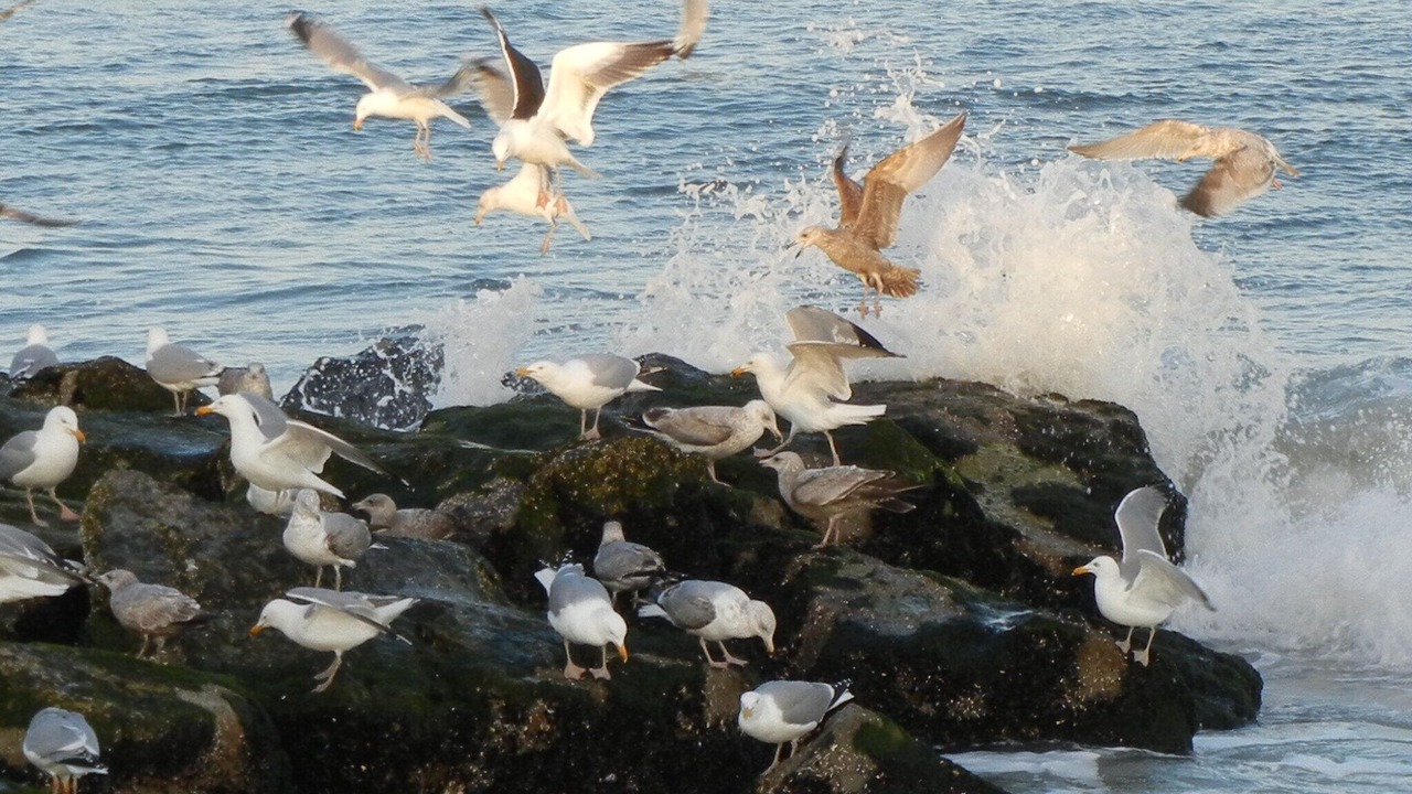 Photo of Others in Beach Haven