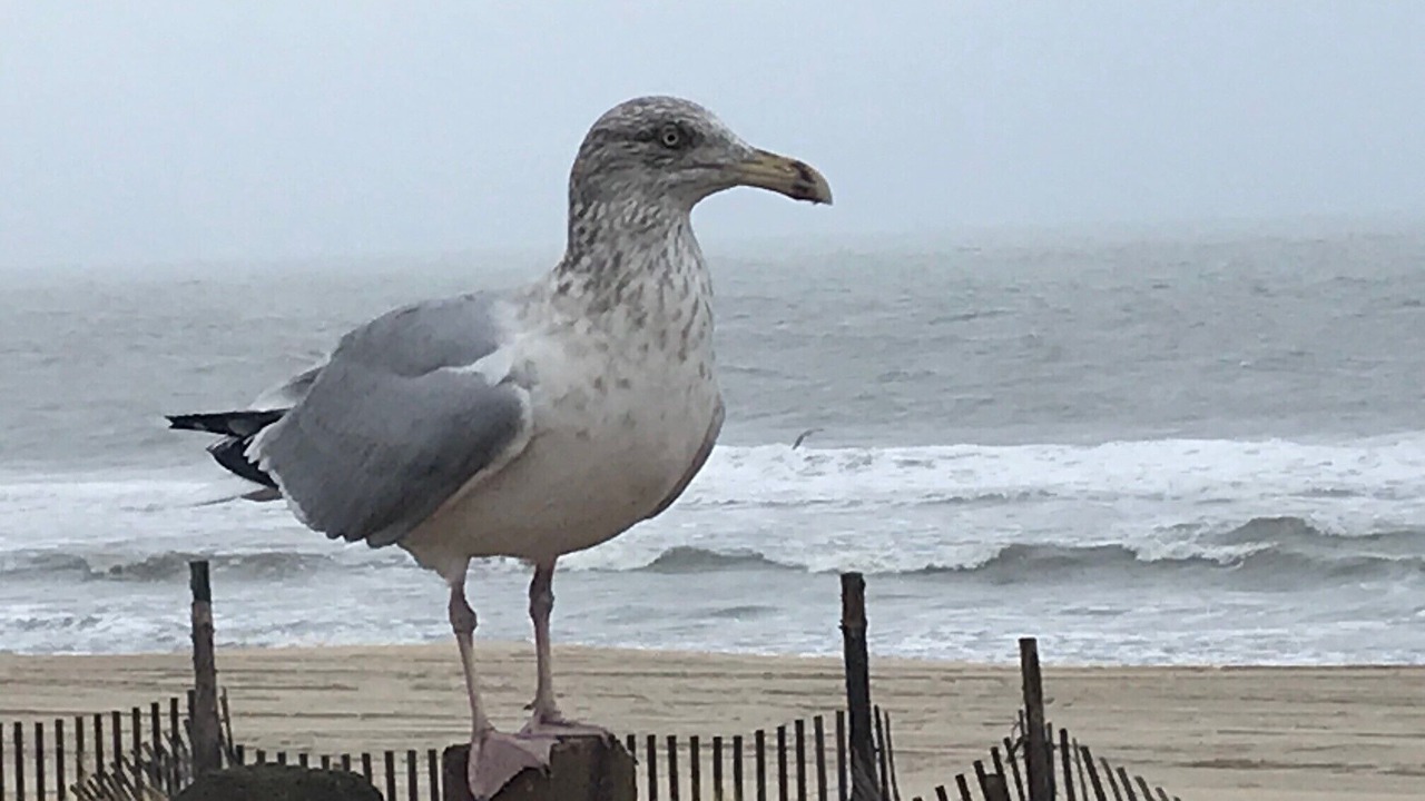 Photo of Others in Beach Haven