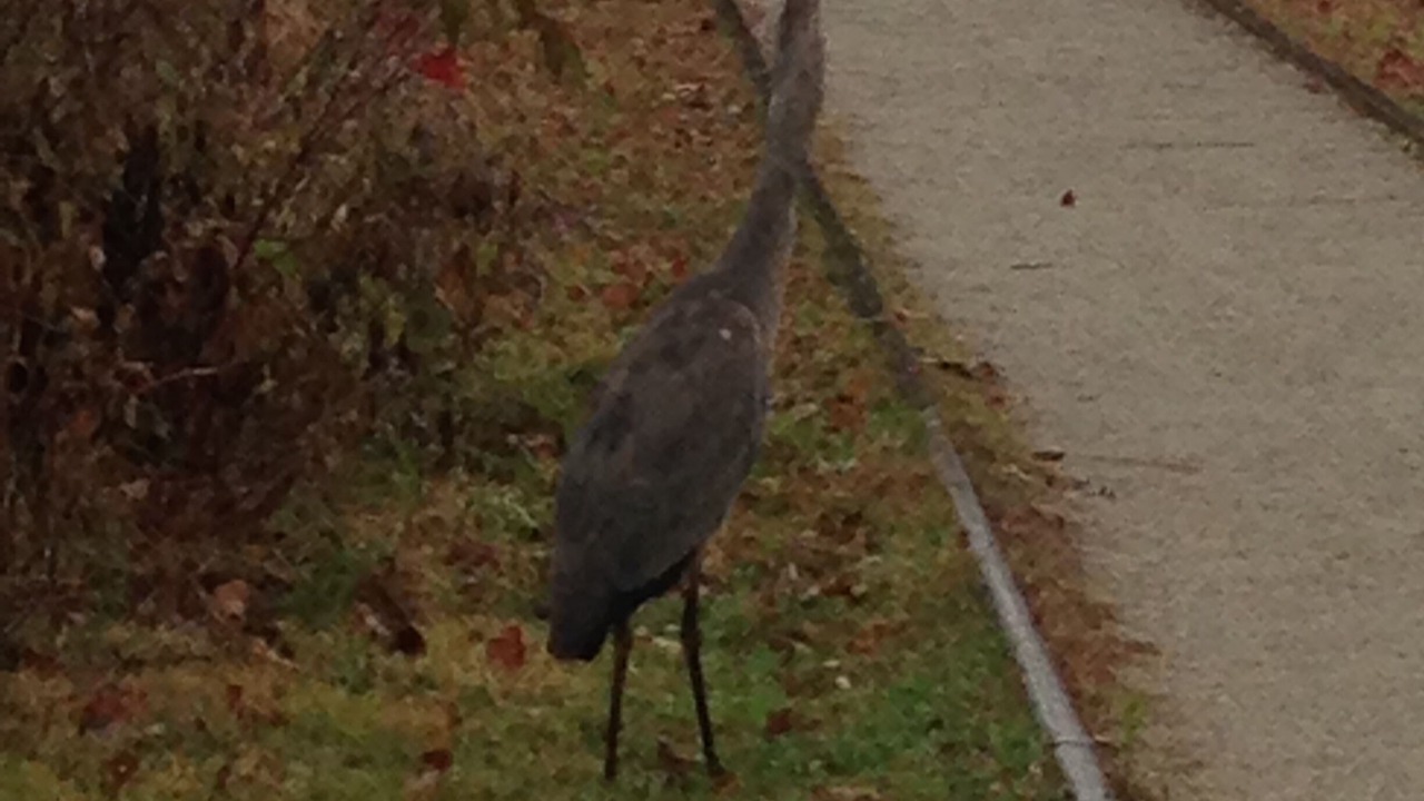 Photo of Others in Wolfeboro