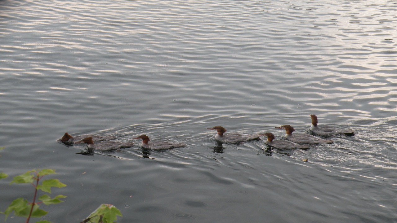 Photo of Others in Wolfeboro