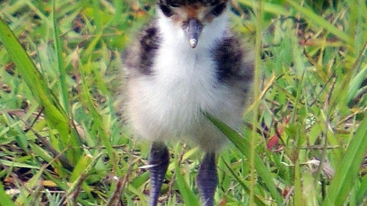 Photo of Others in Brisbane Waterfront