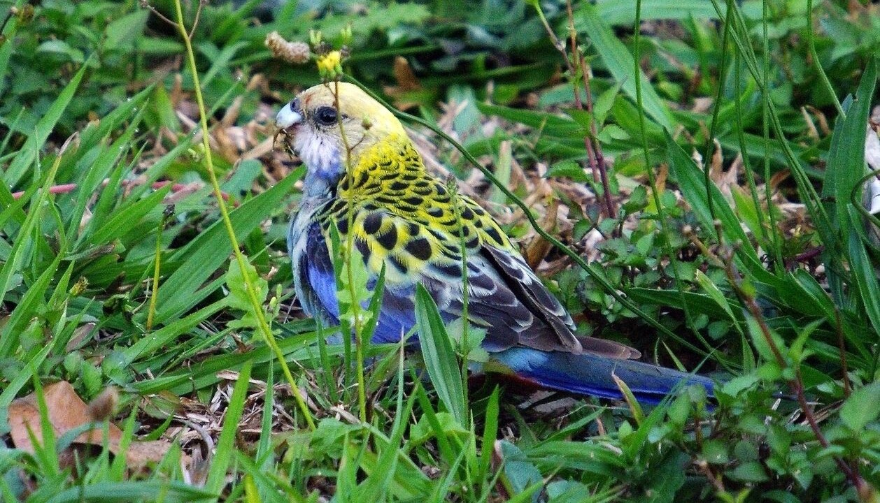 Photo of Others in Brisbane Waterfront