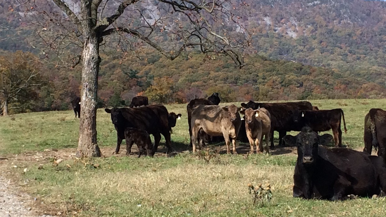 Photo of Outdoor in Luray
