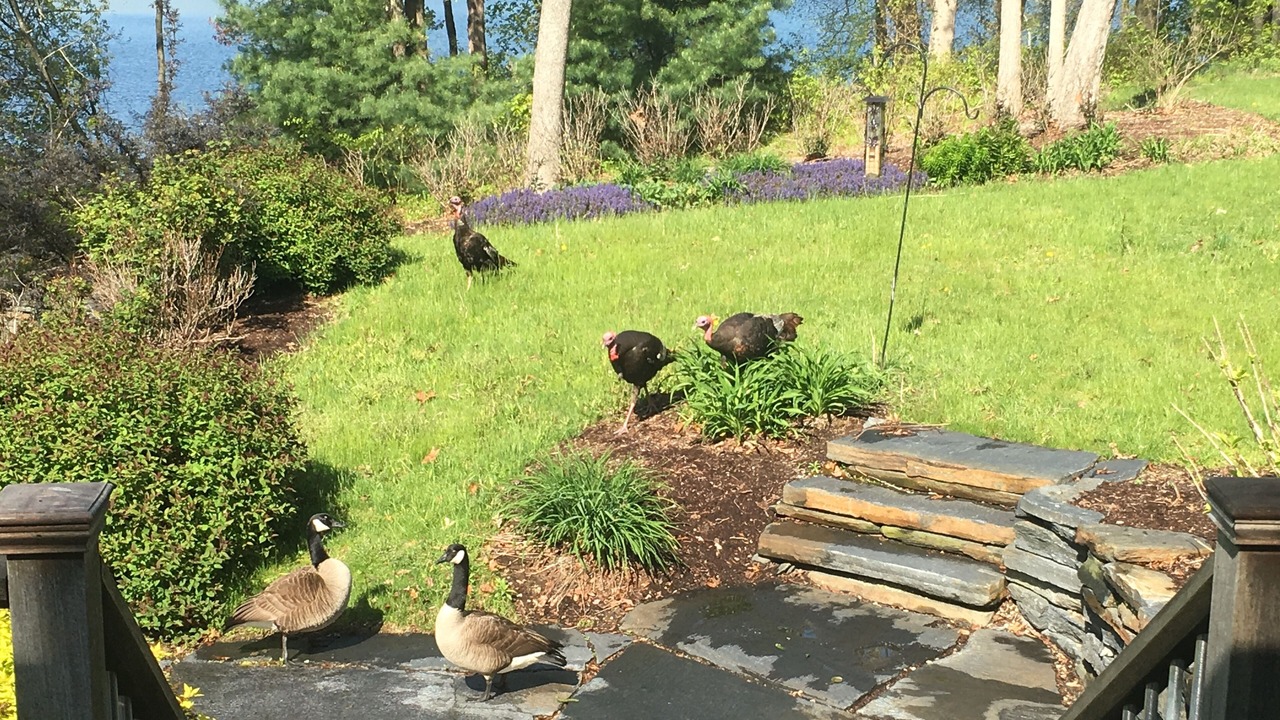 Photo of Others in Cedar Bushes