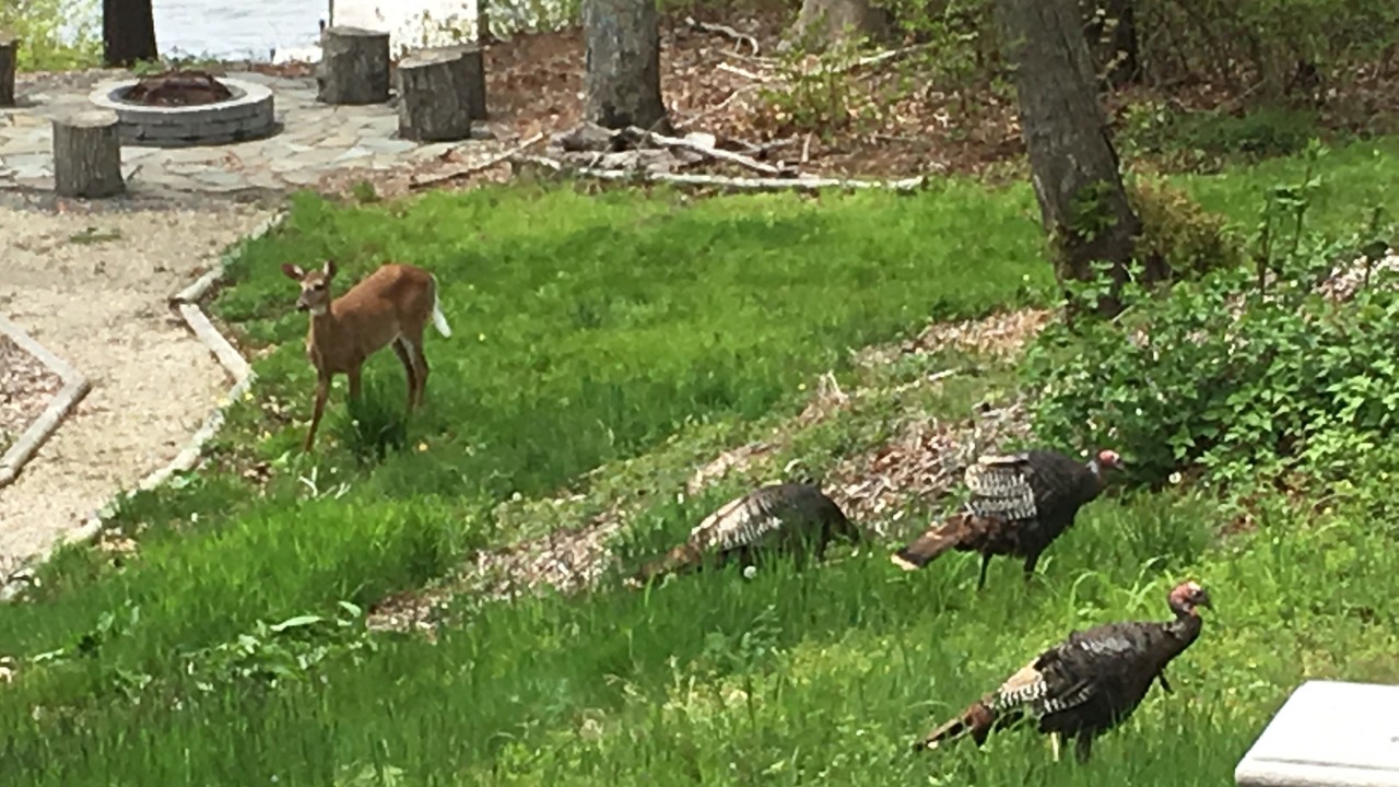 Photo of Others in Cedar Bushes