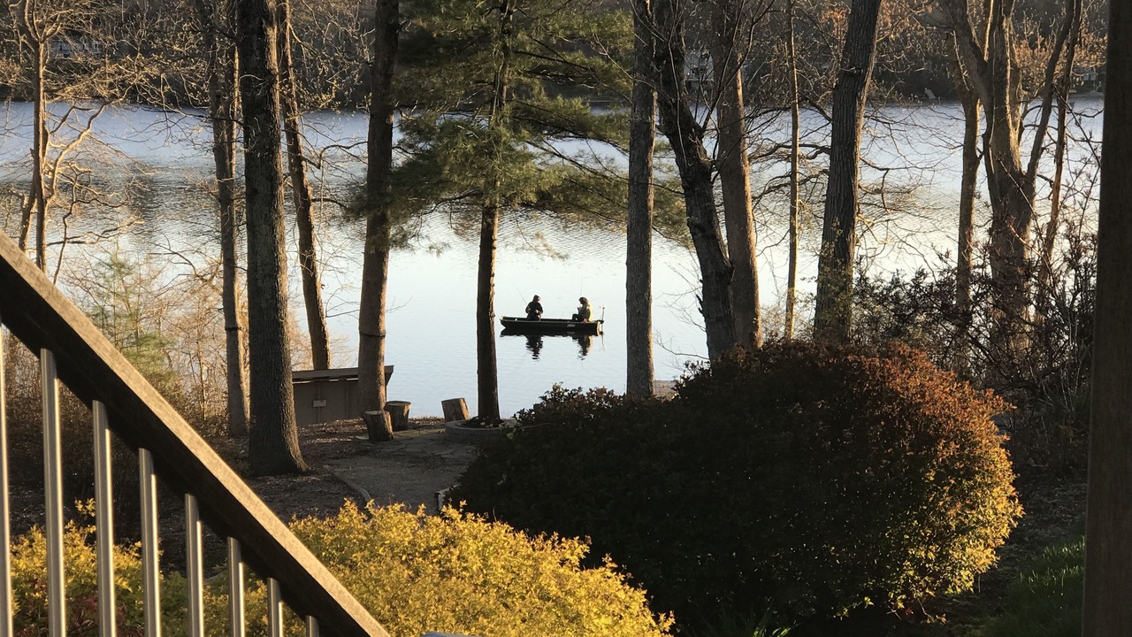 Photo of Others in Cedar Bushes