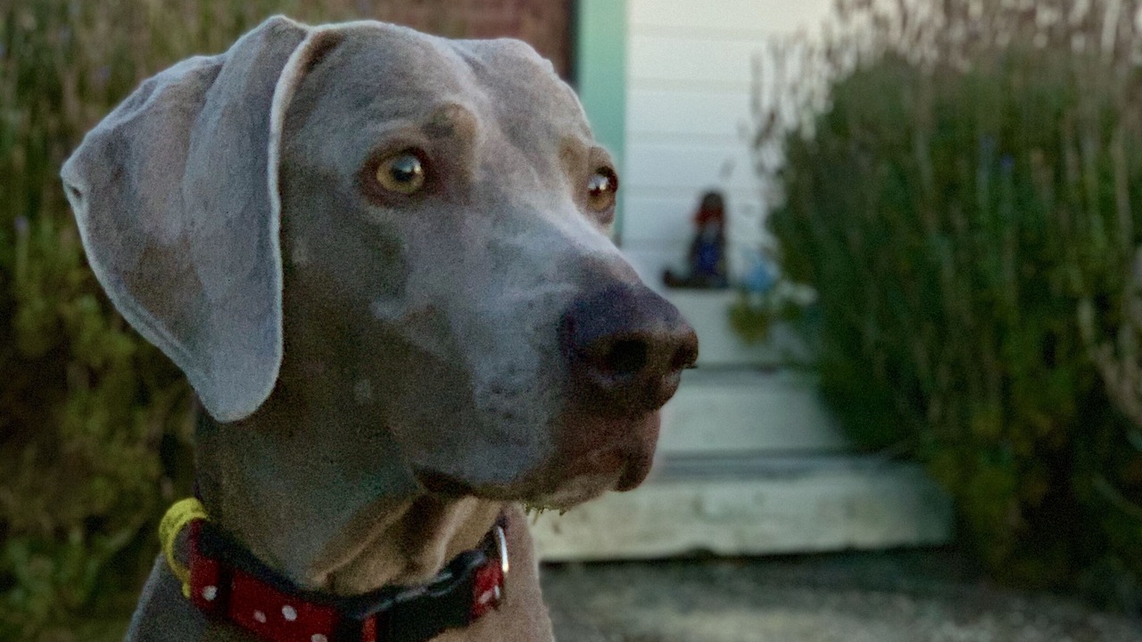 Photo of Others in Greytown