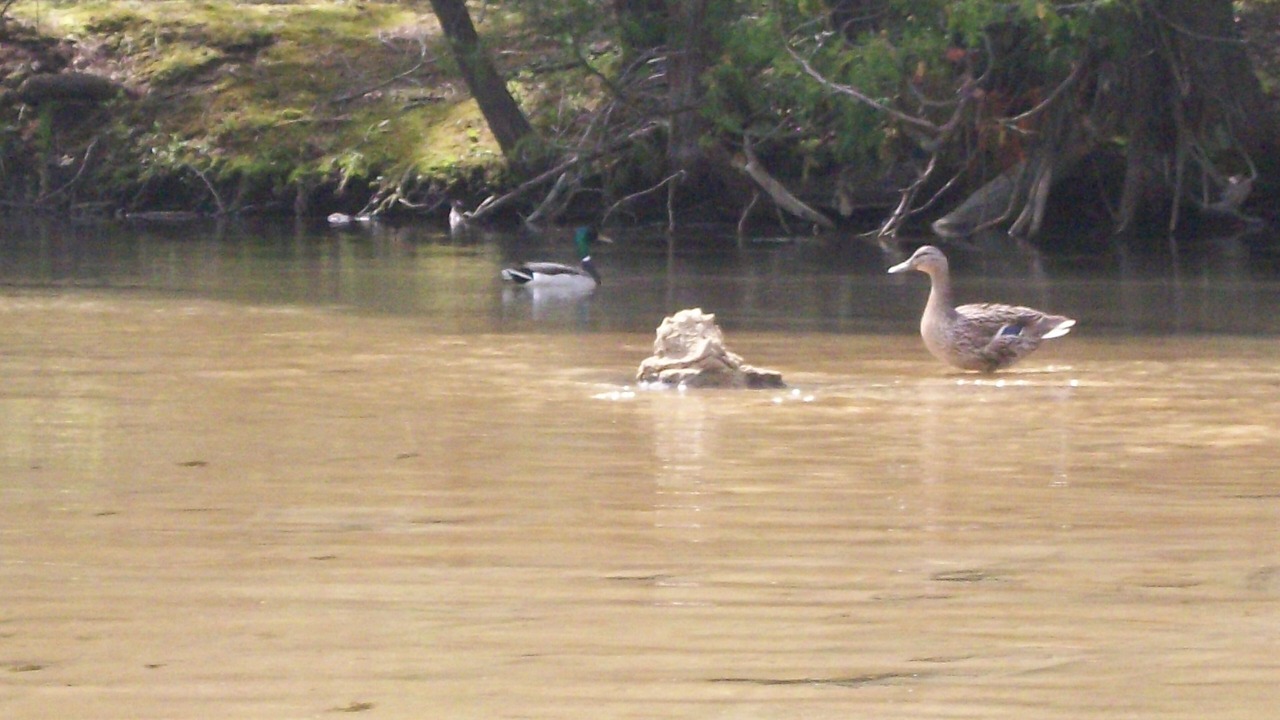 Photo of Others in Maple City