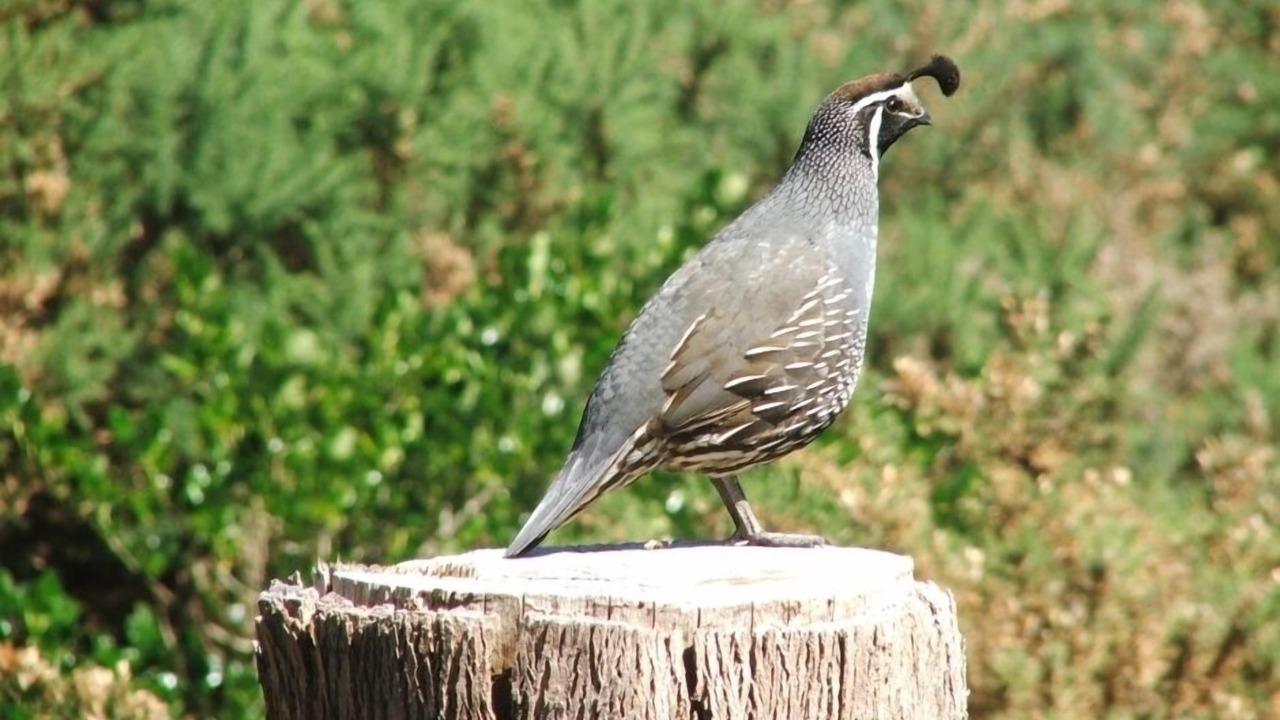 Photo of Others in Riversdale