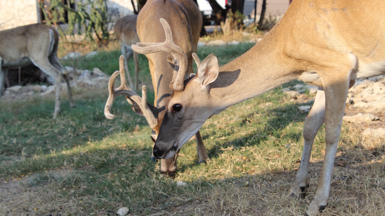 Photo of Others in Canyon Lake