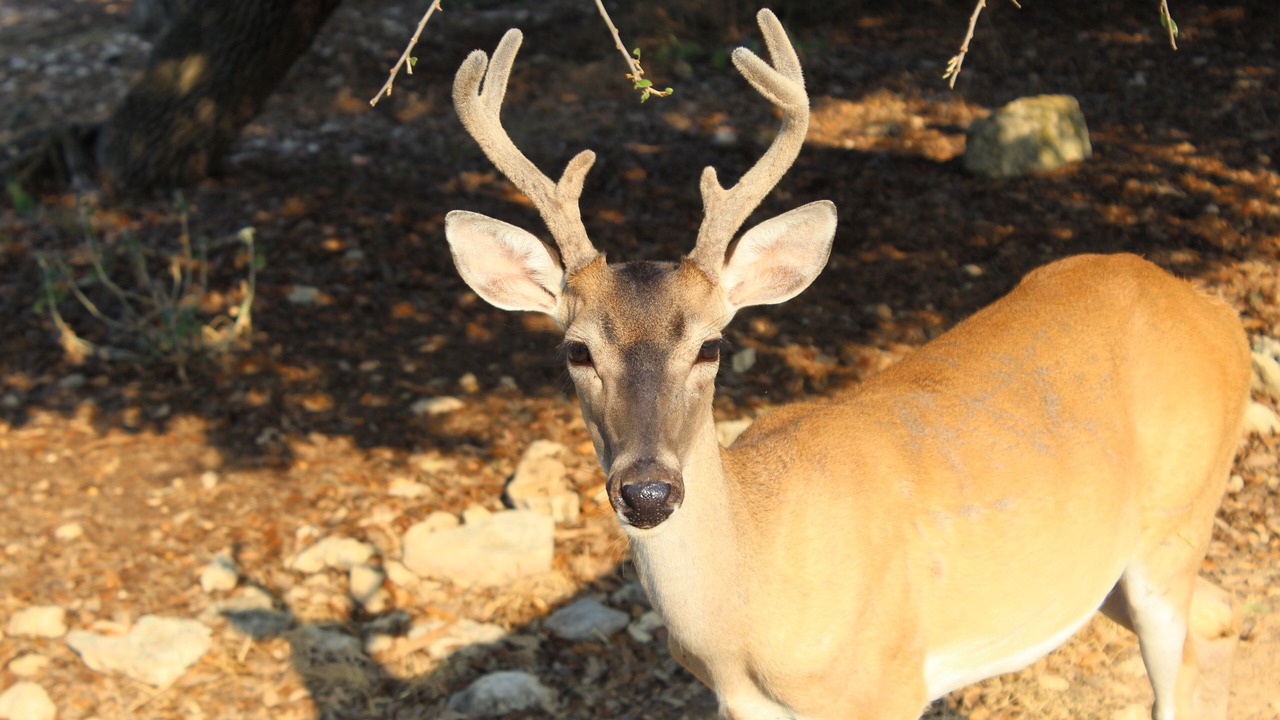 Photo of Outdoor in Canyon Lake