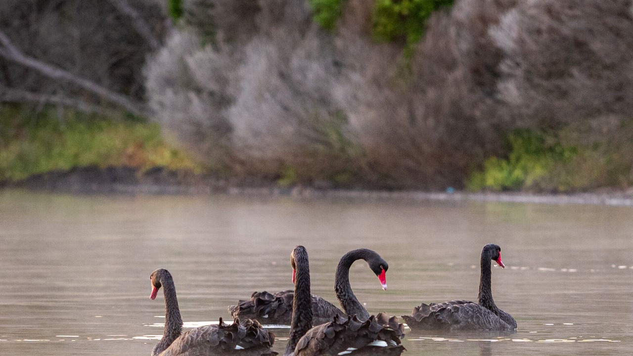 Photo of Outdoor in Mallacoota