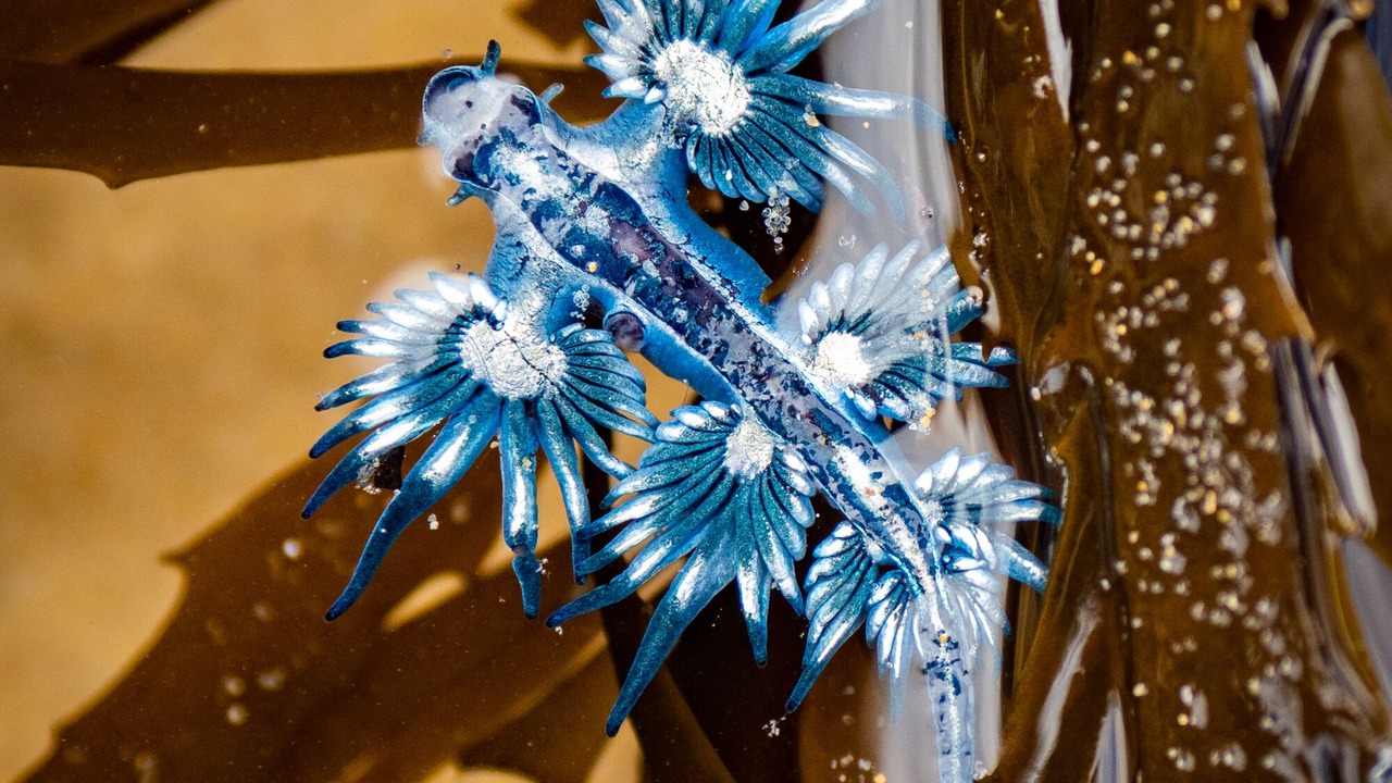 Photo of Others in Mallacoota