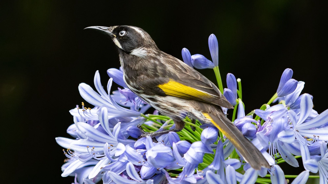 Photo of Others in Mallacoota
