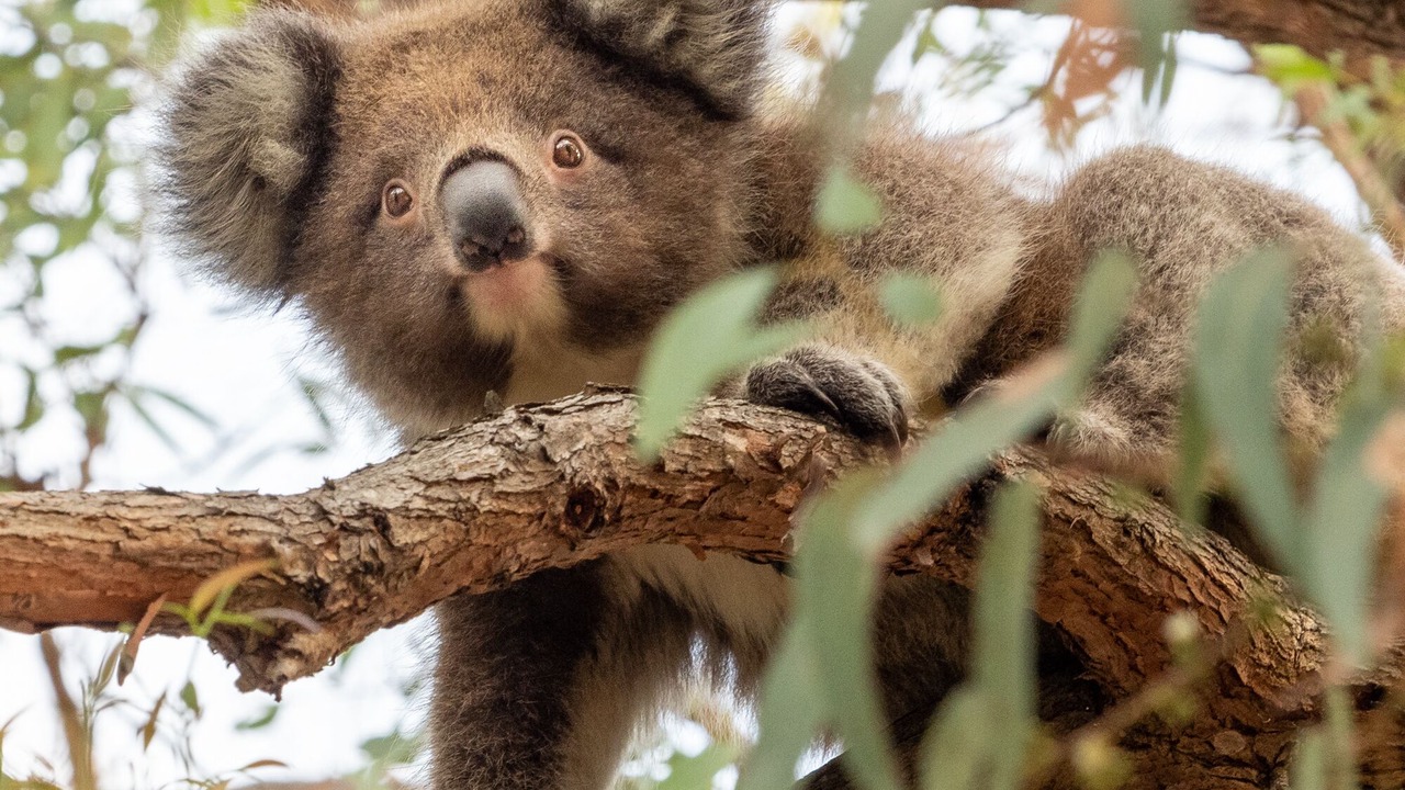 Photo of Others in Mallacoota