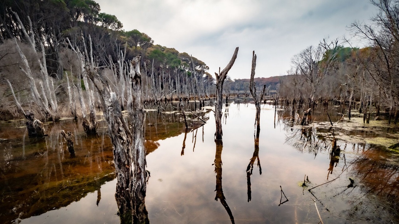 Photo of Others in Mallacoota