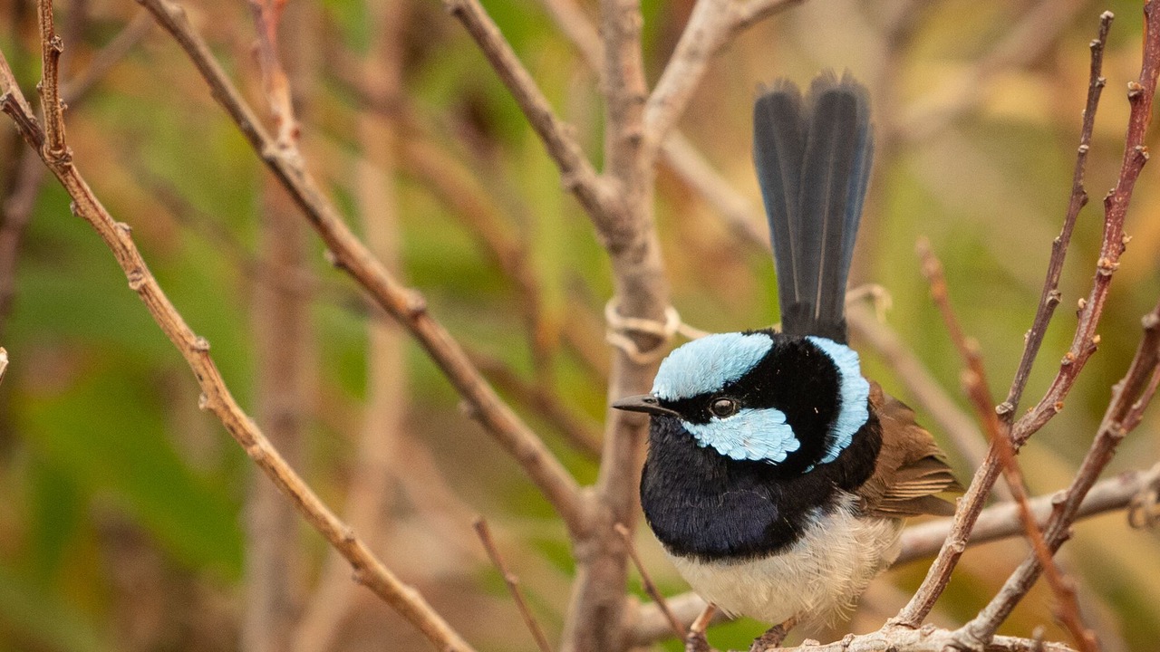 Photo of Others in Mallacoota